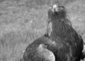 Bild: Stefanie Jürß / Zoo Hoyerswerda