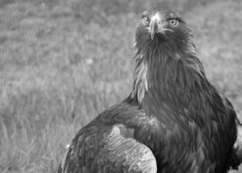Zoo Hoyerswerda trauert um Steinadler-Dame Tschari
