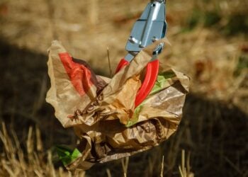 Cottbus-Sandow macht Platz für Jugendclub: Aufräumen am Sandowkahn