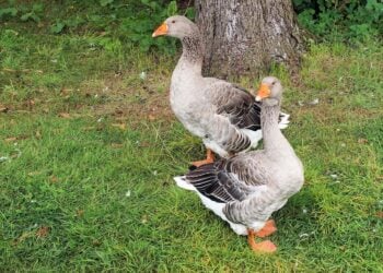 Tradition & Vielfalt pur: 118. Rassegeflügelschau in Spremberg lädt ein