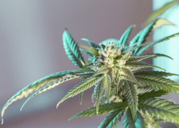 Cottbuser Cannabis-Club erhält Anbau-Genehmigung