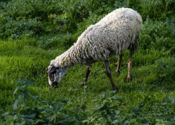 Natürliche Wunderfaser – beeindruckende Eigenschaften von Schafwolle