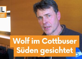 Wolf im Süden von Cottbus unterwegs. Rentiere im Tierpark gerissen