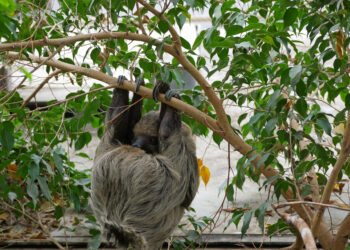 Hoyerswerda: Faultier Karl erkundet neues Zuhause im Tropenparadies