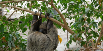 Bild: Zoo Hoyerswerda