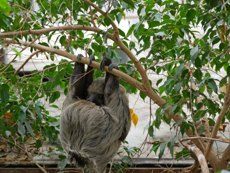 Bild: Zoo Hoyerswerda