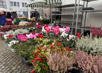 EMMA Marketing für Wochenmärkte GmbH