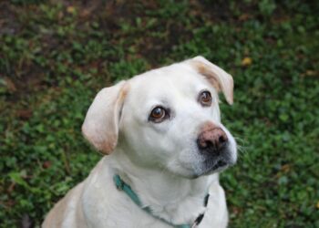 Tierschutzligadorf Neuhausen/Spree