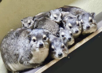 739 Tiere aus 87 Arten: Tierpark Görlitz zieht Inventur-Bilanz