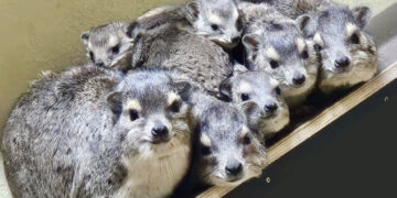 Die afrikanischen Buschschliefer lassen sich recht einfach zählen (Bild: www.zoo-goerlitz.de)