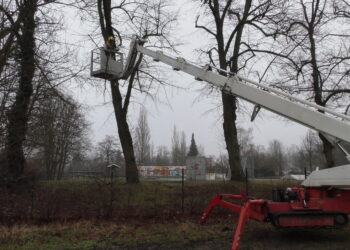 Lauchhammer bereitet Skate- & Spielplatz vor. Pflege für 70 Linden
