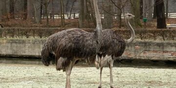 Bild: Tierpark Cottbus via Facebook
