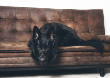 Nachhaltigkeit trifft auf Innovation: die Sofa- und Wohntrends 2025