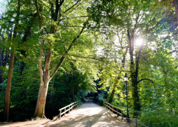 Sichere Wege: Stadt pflegt Bäume im Lübbener Hain