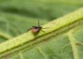 A macro shot of a bloodsucker tick standing on a leaf.