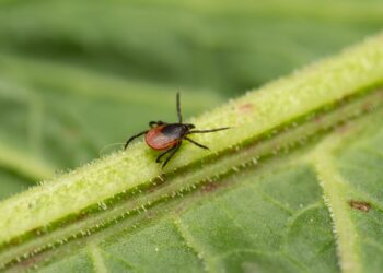 Elbe-Elster nun offiziell FSME-Risikogebiet. Vorsicht vor Zeckenbiss