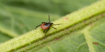 A macro shot of a bloodsucker tick standing on a leaf.