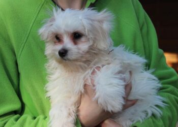 Tierschutzligadorf Neuhausen/Spree