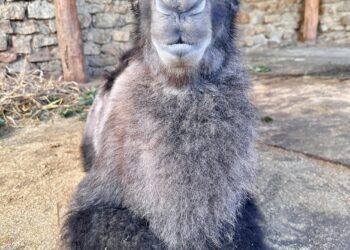 Kamelfohlen sorgt für süße Überraschung im Görlitzer Tierpark
