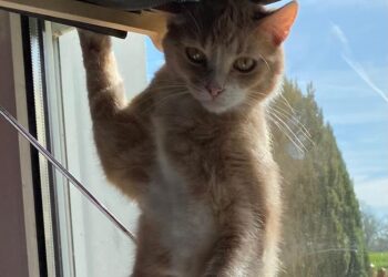 Tierhilfe Südbrandenburg