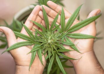 Marktentwicklung und Trends – Cannabis ohne Rezept wird immer gefragter