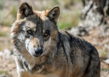 Autounfall mit Wolf auf der B115 bei Gahry – Tier verendet