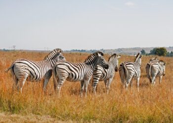 Die perfekte Afrika-Safari planen: So geht’s!