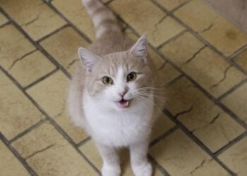 Lausitzer Tiere: Zwei Katzen mit viel Herz warten auf liebevolles Heim