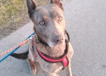 Tierhilfe Südbrandenburg