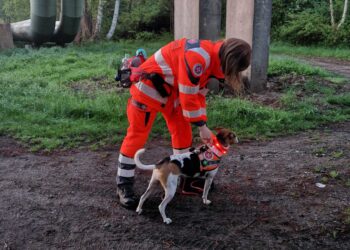 Rettung in Maust: Spürnasen der Johanniter finden Vermissten