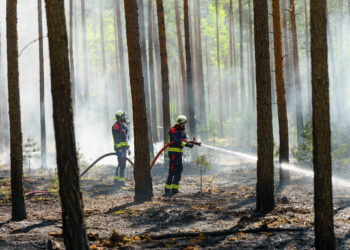 2.500 Quadratmeter Waldboden in Flammen – Brand bei Forst gelöscht