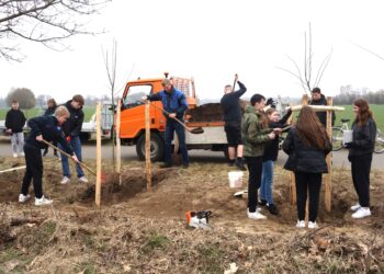 Radweg Burg–Werben blüht auf: Schüler pflanzen neue Obstbäume