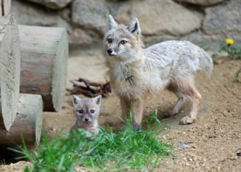 Junge Steppenfüchse sorgen für Nachwuchsfreude im Zoo Görlitz