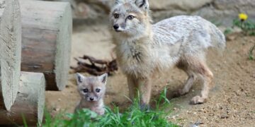 Steppenfuchswelpe mit Mutter (www.zoo-goerlitz.de)