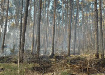 Höchste Waldbrandgefahr in Südbrandenburg kurz vor Ostern