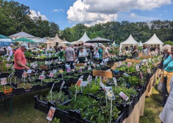 Vorverkaufsstart für 13. Gartenfestival im Branitzer Park