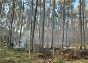 Waldbrand in Hornow: Feuerwehr bekämpft Flammen auf 600 Quadratmetern