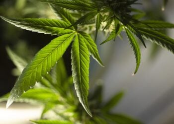 Eigenanbau von Cannabis: Gesetzliche Regelungen und praktische Hinweise