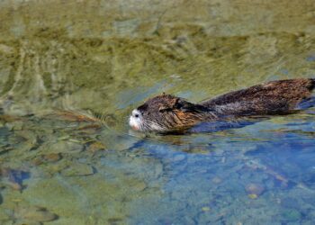 Nutria-Alarm! 18 Bäume in Cottbus-Schmellwitz müssen gefällt werden