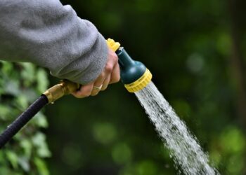 Frisches Grün das ganze Jahr: So klappt der Indoor-Anbau in der Lausitz