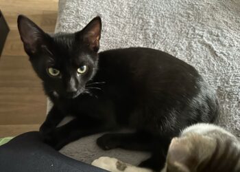 Tierhilfe Südbrandenburg