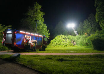 Feuerwehreinsatz in Senftenberg: Morscher Baum drohte zu stürzen