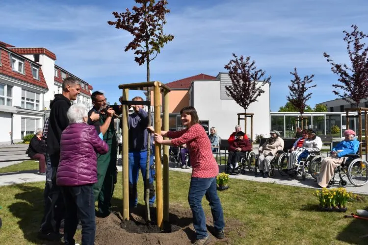 Bewohnerin Barbara Scholz (vorn l.) und Einrichtungsleiterin Berit Kenyon-Reuße (r.) unterstützten bei den letzten Handgriffen für den neuen Baum im DRK-Seniorenwohnpark Großräschen (Foto: DRK-KV Lausitz/Dunja Petermann).