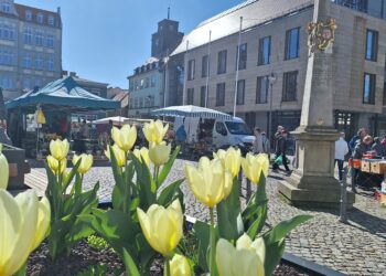 Senftenberg lädt zum Open-Air-Lesefestival auf dem Marktplatz