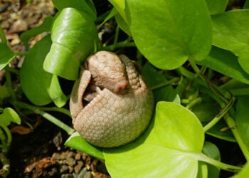 “Mini-Panzerkugel” im Zoo Hoyerswerda geboren