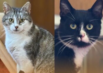 Lausitzer Tiere: Katzen Indy und Polzi suchen ruhiges Plätzchen bei dir