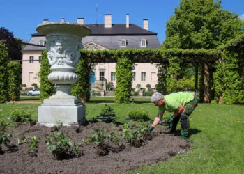 Fast 5.000 Blumen: Sommerbepflanzung am Schloss Branitz hat begonnen