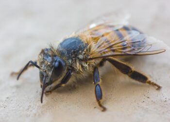 Bienenkrankheit nachgewiesen: Sperrbezirk in Schulzendorf eingerichtet