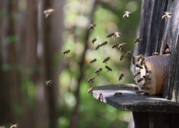 Blühende Gärten – eine Oase für Mensch und Insekten