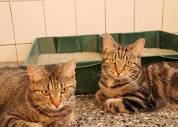 Tierschutzligadorf Neuhausen/Spree